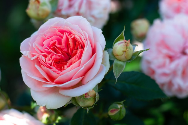 Delicato bocciolo di rosa in giardino