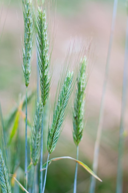 Delicato campo di grano verde su sfondo sfocato Immagine da vicino Sfondo naturale colorato