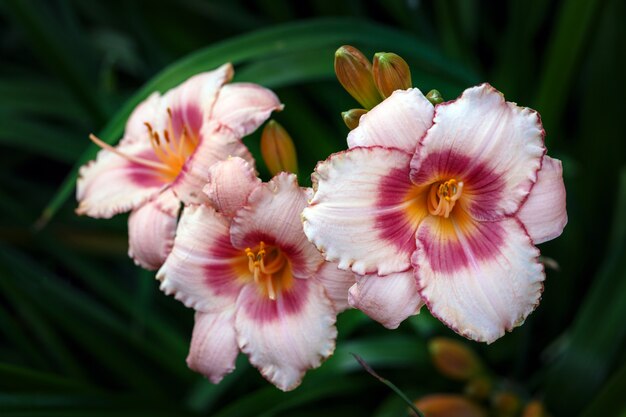 Delicato daylily rosa Hemerocallis nel giardino estivo Giardinaggio paesaggistica fiori perenni