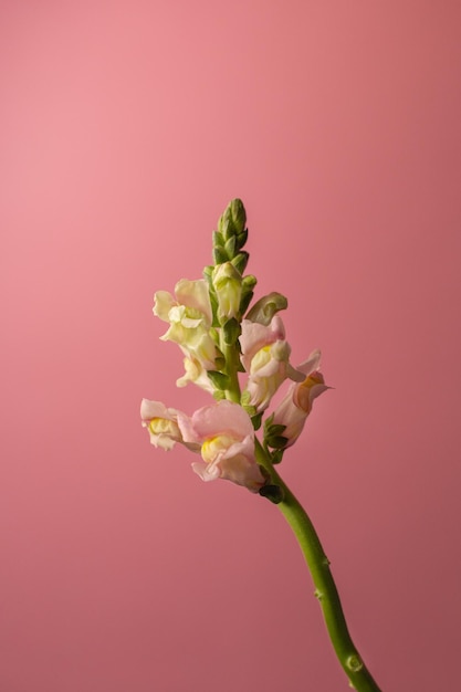 Delicato fiore bianco giallo su sfondo rosa