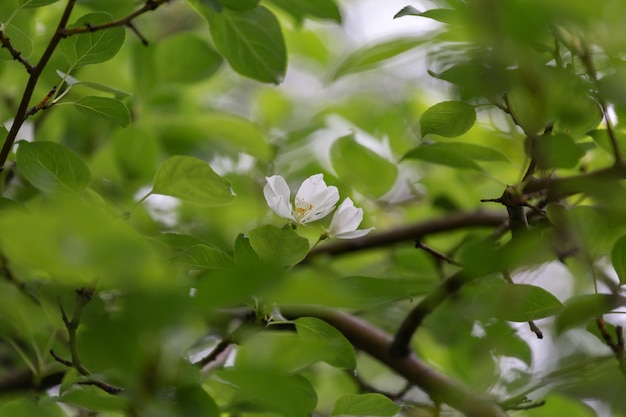 Delicato fiore bianco su un melo