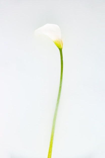 Delicato fiore di calla con petali fragili su sfondo bianco in studio con fumo