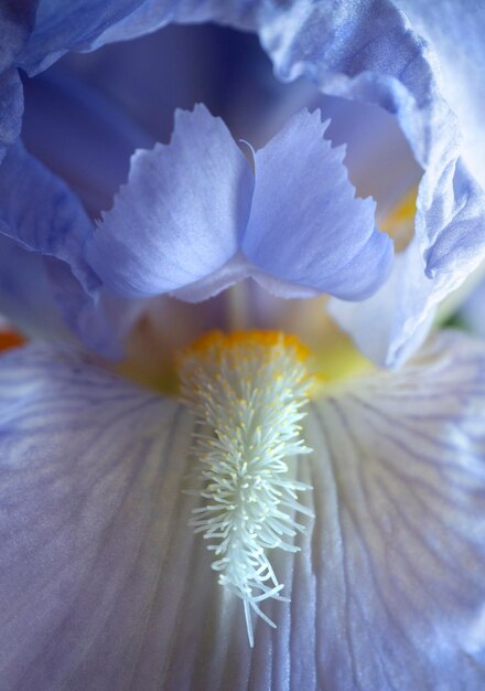Delicato fiore di iris lilla all'interno del primo piano