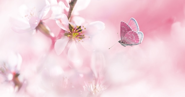 Delicato fiore rosa mandorla e farfalla volante sulla mattina di primavera. Sfondo astratto di primavera