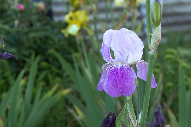 Delicato iris blu sullo sfondo dell'erba verde in estate.