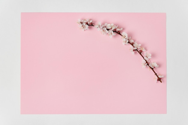Delicato ramo fiorito di un albero di albicocca su sfondo rosa Modello Backdrop Mockup