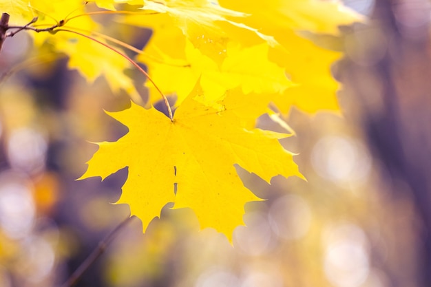 Delicato sfondo autunnale, foglie di acero gialle su uno sfondo sfocato in colori vivaci