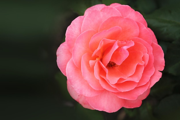 Delicato sfondo del computer con una bella rosa rosa