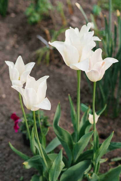 Delicato Tulip Elegante Lady in primavera nel giardino