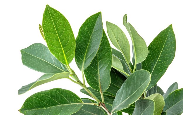 Deliziati dall'aroma del Bay Laurel