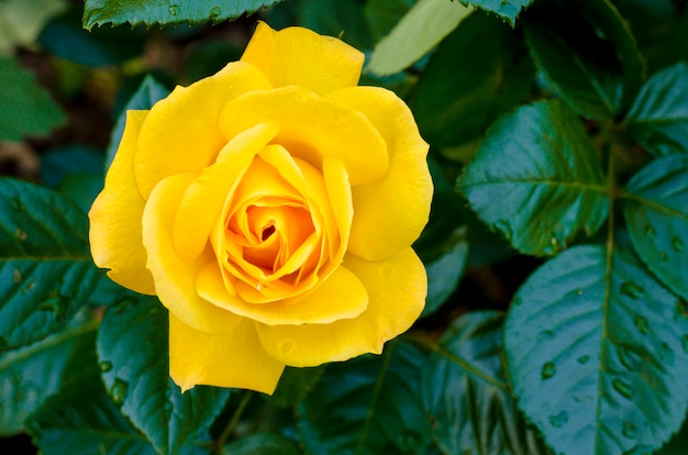 Deliziosa rosa gialla in fiore sul cespuglio