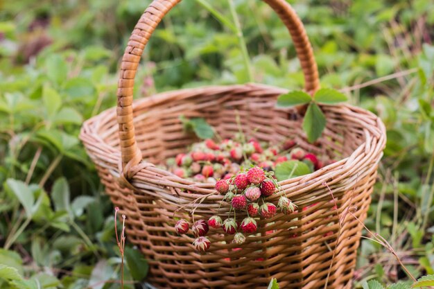 Deliziose fragole selvatiche mature in un cesto di vimini