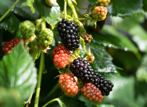 deliziosi e succosi frutti di mora su un cespuglio in giardino