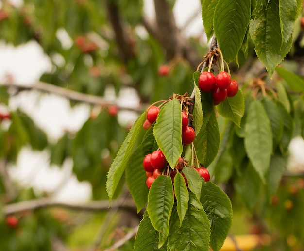 Deliziosi frutti di ciliegio nell'albero I benefici delle ciliegie