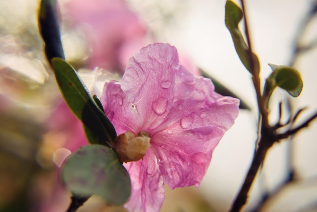 Delizioso fiore rosa sakura con gocce di rugiada mattutina, primo piano, messa a fuoco morbida. Fondo floreale astratto, immagine per la cartolina d'auguri con lo spazio della copia.