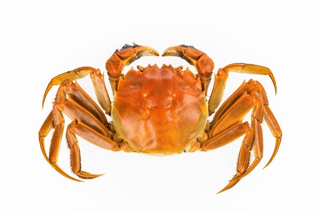 Delizioso granchio d'acqua dolce isolato su sfondo bianco