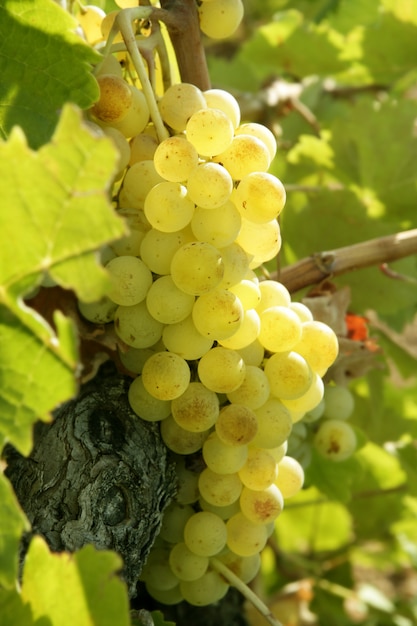 Delizioso pompelmo giallo sui campi di vigna