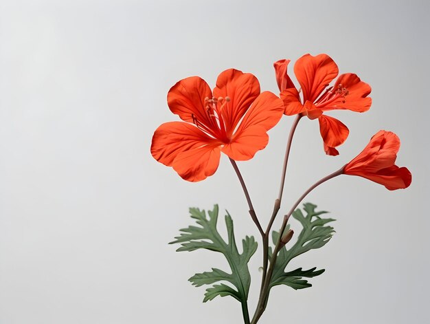 Delonix Regia fiore in studio sullo sfondo singolo Delonix regia fiore belle immagini di fiori