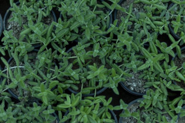 Delosperma echinatum pianta sottaceto o pianta del ghiaccio