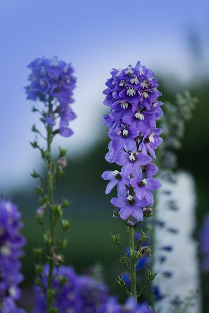 Delphinium fiore in fiore Bellissime fioriture di larkspur Pianta di candela Larkspur con fiori su sfondo sfocato