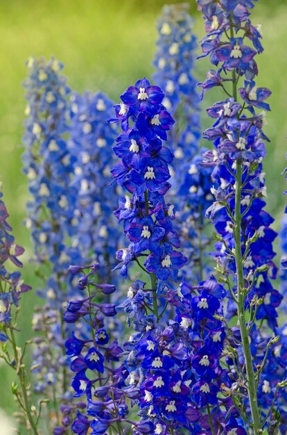 Delphinium in giardino Fiore blu delphinium come sfondo naturale