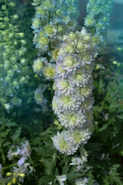 Delphinium Sweet Sensation cresce nel giardino Fiori freschi nei campi Fiori freschi sulle piante da fiore nei campi