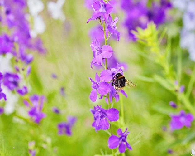 DelphiniumCandle Delphiniummolti bei fiori viola e blu che sbocciano nel giardino