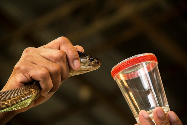 Demo mostra rotolamento velenoso di serpente cobra siamese.