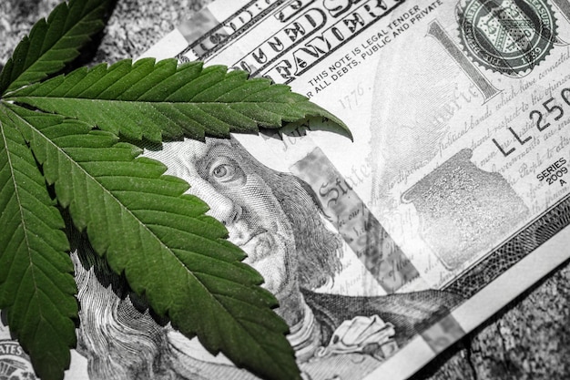 Denaro e marijuana Concetto di medicina aziendale e vendita di farmaci a base di canapa Banconota da cento dollari della Franklin degli Stati Uniti
