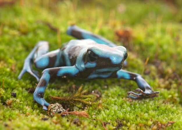 Dendrobates auratus celeste