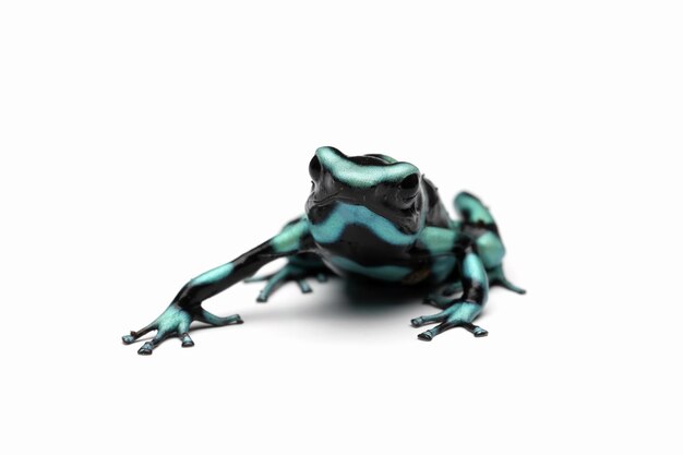 Dendrobates auratus rana dardo verde primo piano su sfondo isolato