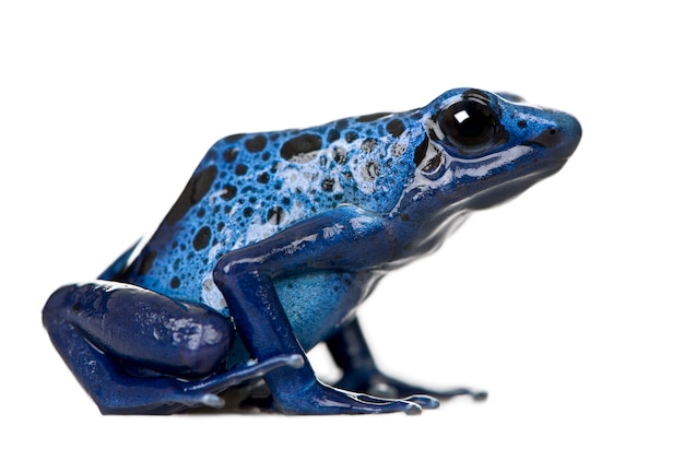 Dendrobates azureus è un tipo di rana dardo avvelenata - Dendrobates azureus