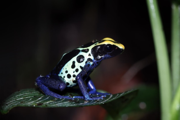 Dendrobates tinctorius Robertus primo piano sulle foglie