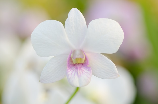 Dendrobium pompadour