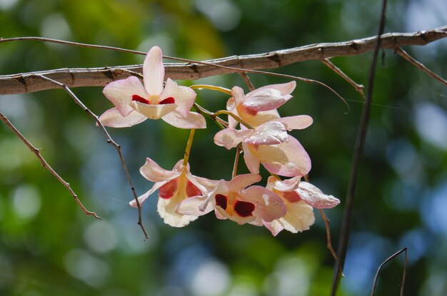 Dendrobium puchellum orchidee fiore vicino in natura bellissime orchidee bianche nel giardino botanico