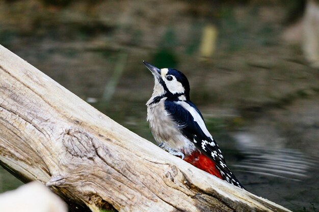 Dendrocopos major - Il picchio rosso maggiore è una specie di uccello della famiglia dei Picidae