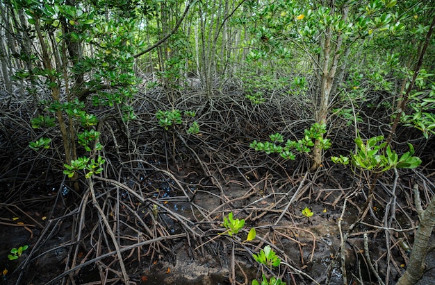 Dense radici di mangrovie nelle zone umide costiere Ecosistema essenziale che purifica l'acqua e nutre la diversità della fauna selvatica Natura proprio sistema di sequestro del carbonio che combatte i cambiamenti climatici nell'ambiente costiero