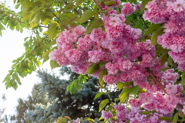 Denso lussureggiante ramo di ciliegio rosa sakura