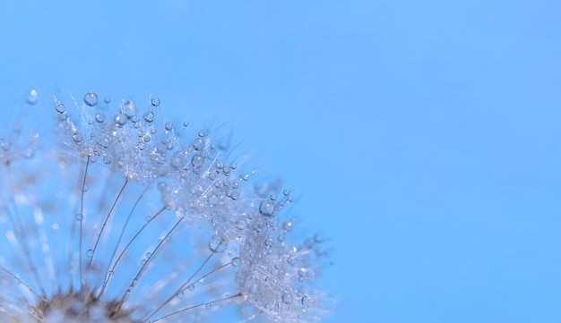 Dente di leone astratto blu con gocce di rugiada fiore sfondo primo piano fuoco morbido estremo