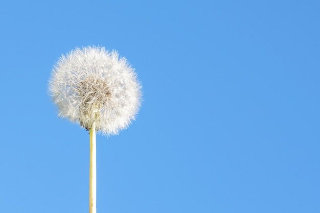 Dente di leone bianco su uno sfondo di cielo blu