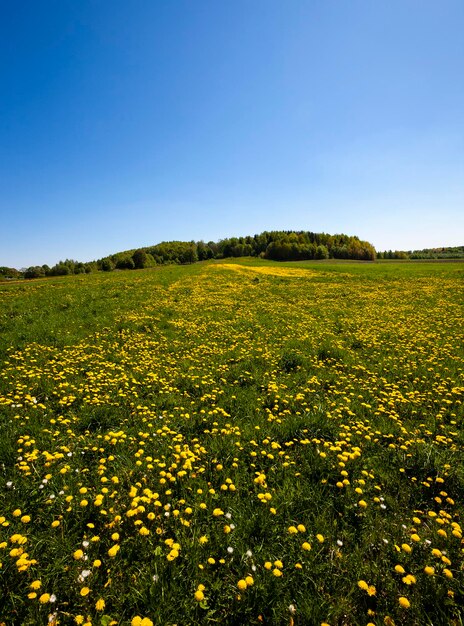 dente di leone campo