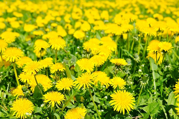 dente di leone campo