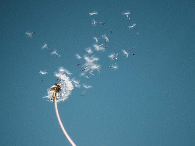 Foto dente di leone contro il cielo blu in una giornata di sole