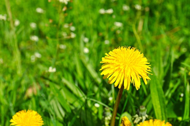 dente di leone fiore