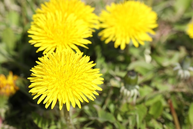 dente di leone giallo brillante nel primo piano del giardino estivo