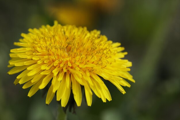 dente di leone giallo brillante nel primo piano del giardino estivo