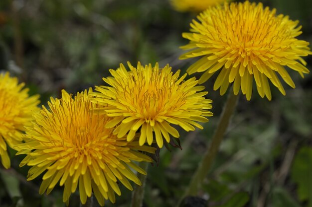 dente di leone giallo brillante nel primo piano del giardino estivo