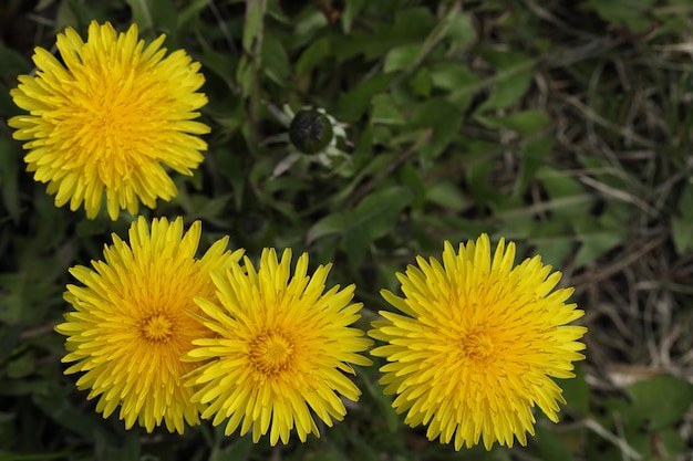 dente di leone giallo brillante nel primo piano del giardino estivo