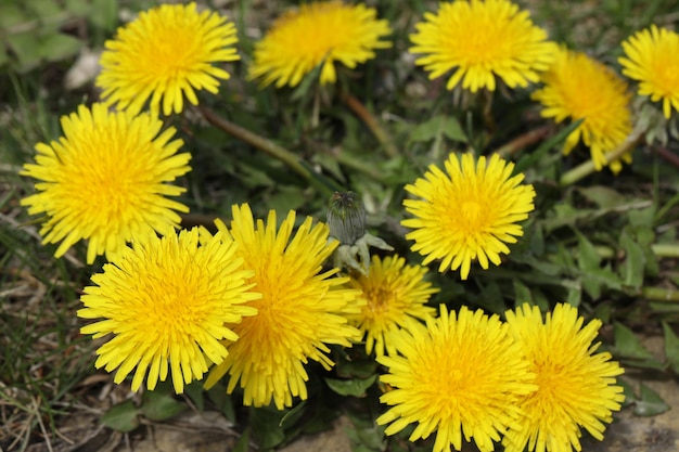 dente di leone giallo brillante nel primo piano del giardino estivo