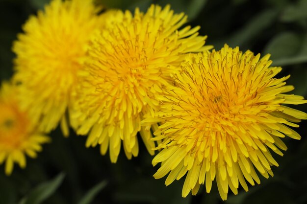 dente di leone giallo brillante nel primo piano del giardino estivo